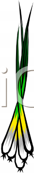Onion Clipart