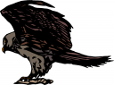 Eagle Clipart