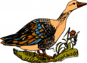 Geese Clipart