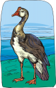 Geese Clipart