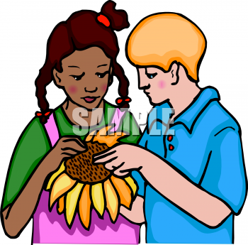 Sunflower Clipart