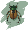 Bug Clipart