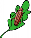 Bug Clipart