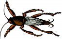 Bug Clipart