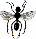 Bug Clipart