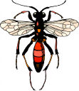 Bug Clipart