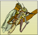 Bug Clipart