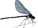 Bug Clipart
