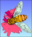 Bug Clipart