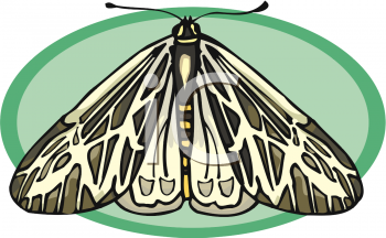 Bug Clipart