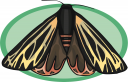 Bug Clipart