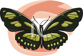 Bug Clipart