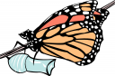 Bug Clipart