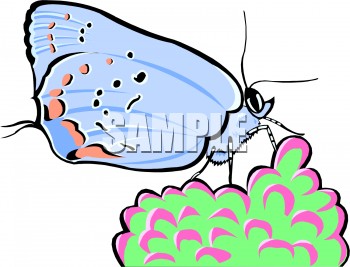 Bug Clipart