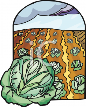Cabbage Clipart