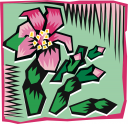Cactus Clipart