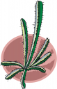 Cactus Clipart
