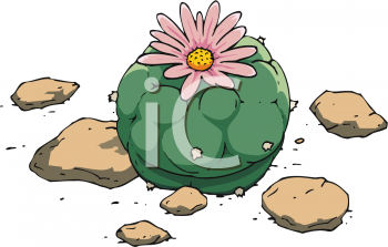 Cactus Clipart