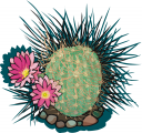 Cactus Clipart
