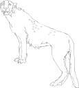 Cheetah Clipart