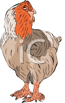 Chicken Clipart