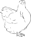Chicken Clipart