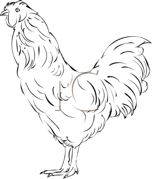 Chicken Clipart