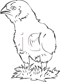 Chicken Clipart