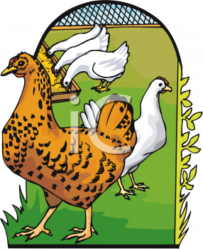 Rooster Clipart