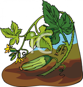 Cucumber Clipart