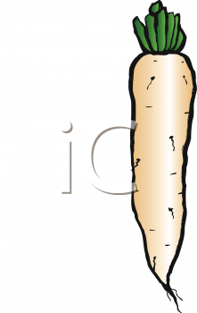Radish Clipart