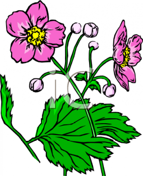 Daisy Clipart