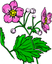 Daisy Clipart