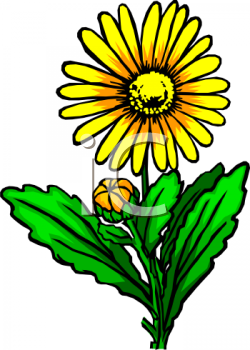 Royalty Free Daisy Clipart