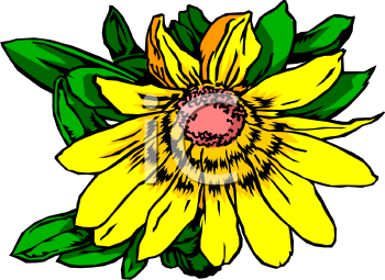 Daisy Clipart