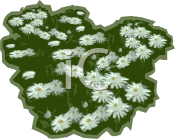Daisy Clipart