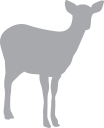 Deer Clipart