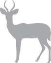Deer Clipart
