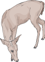 Deer Clipart