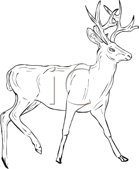 Mammal Clipart