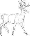 Mammal Clipart