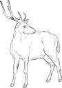Deer Clipart