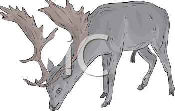 Mammal Clipart