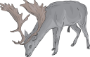 Mammal Clipart