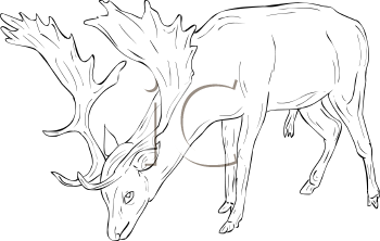 Mammal Clipart