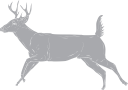 Deer Clipart