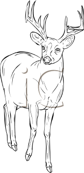 Deer Clipart