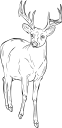 Deer Clipart