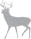 Deer Clipart