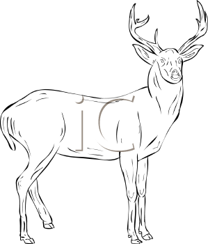 Deer Clipart